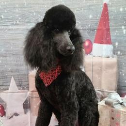 Poodles from Reese Poodles
