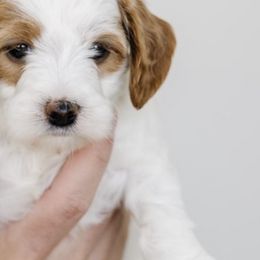 Goldendoodles from Wasatch Doodles