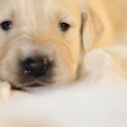 Golden Retriever Puppies from UnrivaledGoldens