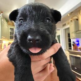 Basil - Black male Scottish Terrier puppy in Oak Harbor, Washington from Nicole's Scottish Terriers
