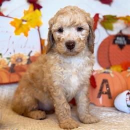 Nilla - Cream male Goldendoodle puppy in Caldwell, Idaho from Leila Pearson
