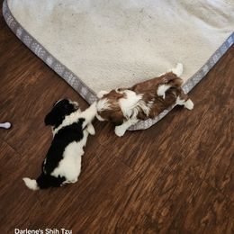 Shih Tzu Puppies from Duggers Shih Tzu