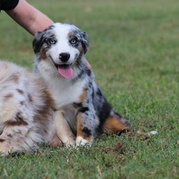 Rye Whiskey - Blue merle female Miniature Australian Shepherd puppy in Peoria, Oklahoma from Rocky Hill Aussies