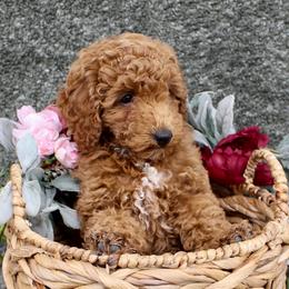 Jasper- AKC Mini Poodle in NC - Apricot male Poodle puppy in Stokesdale, North Carolina from His and Hers Poodles and Doodles