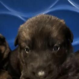 German Shepherds from Forsythe Shepherds