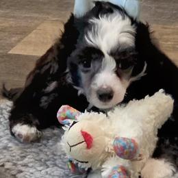 Matteo - Black and white male Chinese Crested puppy in Hernando, Florida from Bent Oak Chinese Cresteds