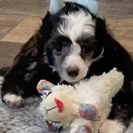 Matteo - Black and white male Chinese Crested puppy in Hernando, Florida from Bent Oak Chinese Cresteds