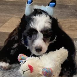 Matteo - Black and white male Chinese Crested puppy in Hernando, Florida from Bent Oak Chinese Cresteds