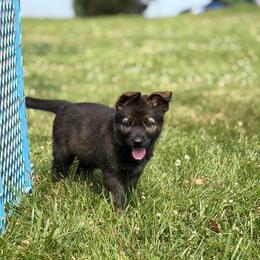 White collar female - Sable female German Shepherd puppy in Osco, Illinois from Sonnenhügel Kennel, LLC