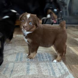RTF - Red tri female Miniature Australian Shepherd puppy in Bethany, Illinois from Rachel at Marrowbone Creek Aussies