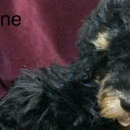 Miniature Schnauzers, Poodles, and Schnoodles from Mrs Bs Teeny Schnauzers & Doodles