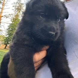 Margo (Pink Collar) - Black female German Shepherd puppy in Moore, South Carolina from Von Zorhaus