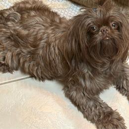Shih Tzu puppies from Mosley Shih Tzu