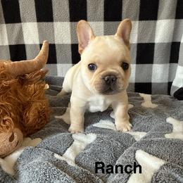 Ranch - Cream male French Bulldog puppy in Seneca, South Carolina from Keowee Kennels