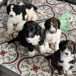 Bernedoodle, Cockapoo, and Goldendoodle Puppies from Avery Doodle Day LLC