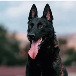 Belgian Malinois and xDutch Shepherd Puppies from Kaizen von Ruach Malinois