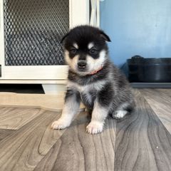 Orange collar pup - Black and white male Alaskan Klee Kai puppy in Beverly Hills, Florida from Lucky Charm Farms