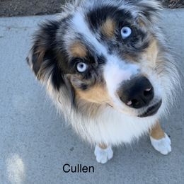Cullen  - Miniature Australian Shepherd