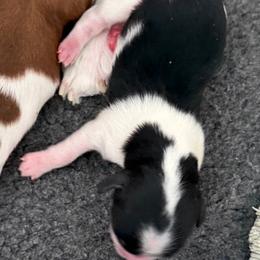 Beau - Black and white male Havanese puppy in Maryville, Missouri from Dreamworks Havanese