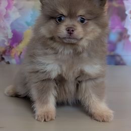 Dakota - Chocolate and tan male Pomeranian puppy in Fultonville, New York from Sandy Aussies & Pomeranians