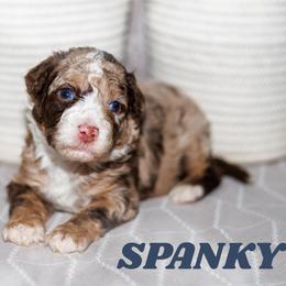 Spanky - Chocolate merle male Bernedoodle puppy in Gilbert, Arizona from Safe Havynn Doodles