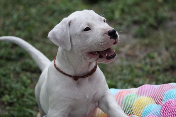 Dogo Argentino puppy with a red collar looking excited to play