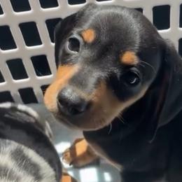 Hank - Dachshund