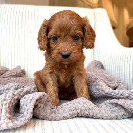 Poppy - Brown female Cavapoo puppy in Burlington, Iowa from Pleasant Home Puppies