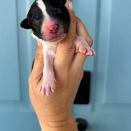 Black bi color - Black and white male Aussiedoodle puppy in Spring Hill, Florida from Pawprint Dreams Boarding and Kennel