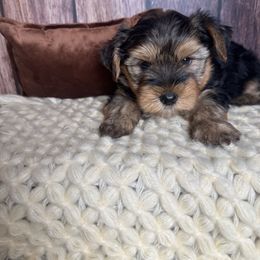 Steel - Black and tan male Yorkshire Terrier puppy in Tulsa, Oklahoma from Conns Cuddly Canines