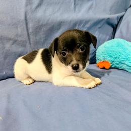 Anne - Black and white female Rat Terrier puppy in Jerusalem, Ohio from Twin Hickory Ranch