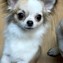 Chihuahuas and Papillons from Torro Chihuahuas