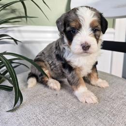 Lori - Blue merle female Bernedoodle puppy in Holtwood, Pennsylvania from Country Ridge Puppies