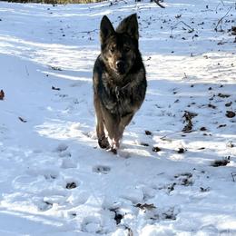 German Shepherd Puppies from Von Mathaus German Shepherds