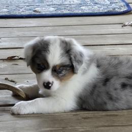 Bluey - Blue merle male Miniature Australian Shepherd puppy in Ola, Arkansas from Peaceful Acres