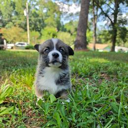 Alexander Hamilton - Sable and white male American Corgi puppy in Tallahassee, Florida from Koko's Korgis