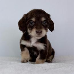 Seraphina Grace - Chocolate and cream female Dachshund puppy in Sacramento, California from HEFFERNAN HOUNDS