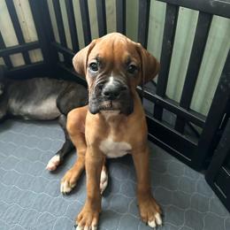 Boy 3 - Fawn male Boxer puppy in Lakeland, Florida from Cote's Boxers