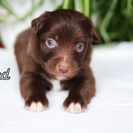 Richard - Red & white male Miniature American Shepherd puppy in Battle Ground, Washington from Casita Miniature American Shepherds