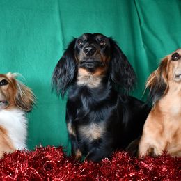 Dachshunds from Walkers Weiners