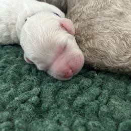 Athena - Cream female Australian Labradoodle puppy in Chuluota, Florida from Delano Australian Labradoodles