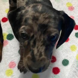 Girl 1 - Dapple female Dachshund puppy in Bryceville, Florida from Lucky Dog Dachshunds