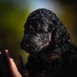"born 10/19/23-female" Labradoodle Puppies from Big River Doodles