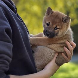 Lyra - Red female Shiba Inu puppy in Stanley, North Carolina from Yoru's Dojo Legacy