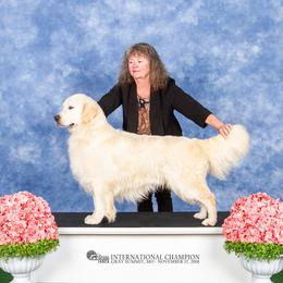 Traveler - Golden Retriever