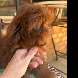 Chester - Chocolate male Shih Tzu puppy in Texas from A Sassy Soul Shih-Tzu