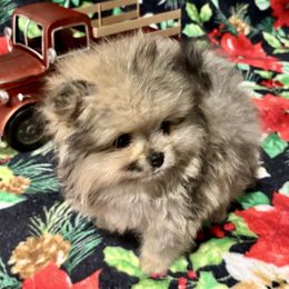 -----HOLIDAY PRICING: Draco will be ready before Christmas (December sixth) - Blue merle male Pomeranian puppy in New Tazewell, Tennessee from Pom Pom Pomskies and Pomeranians-TN