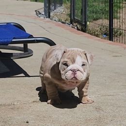 Blanca - White and fawn French Bulldog puppy in Ramirez, California from Vaca Frenchies