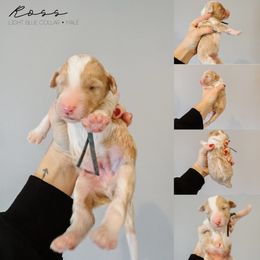 Ross - Fawn and white male Sheepadoodle puppy in Republic, Missouri from DOOD & Co