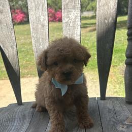 Santiago - Apricot male Goldendoodle puppy in Mint Hill, North Carolina from DoodleForever